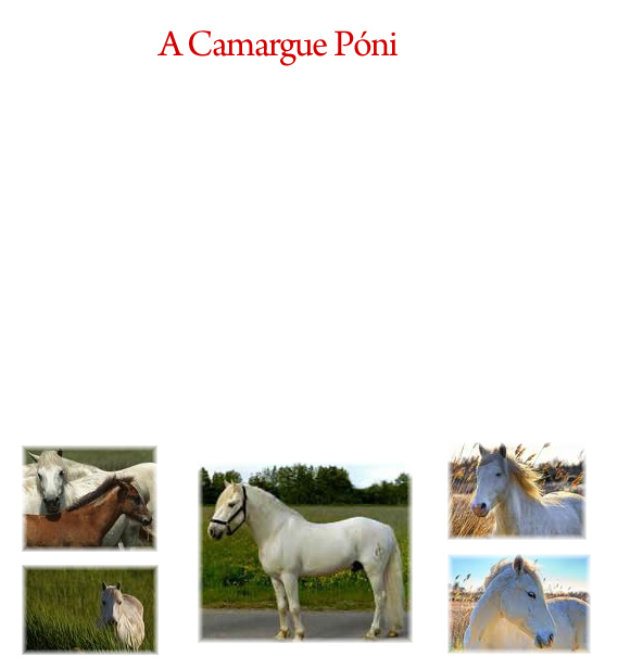 camargue